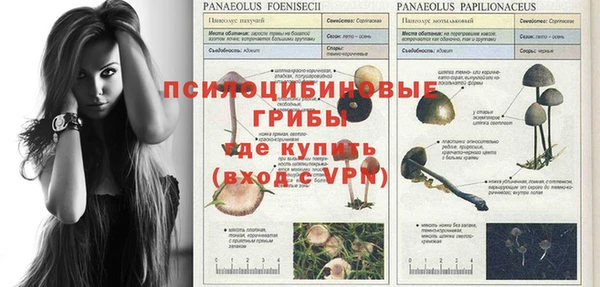прущие грибы Осинники